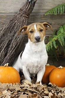 Images Dated 7th October 2009: DOG. Jack russell terrier with broom and pumpkins