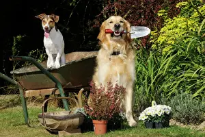 dog jack russell terrier golden retreiver helping garden Trending Item 3