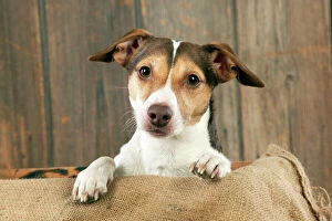 Russell Gallery: DOG - Jack russell terrier (head shot)