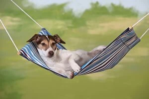 Images Dated 14th December 2012: DOG - Jack russell terrier laying in hammock