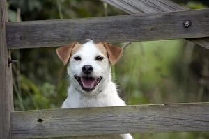 DOG - Jack Russell terrier looking through fence