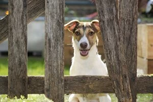 Images Dated 25th September 2009: DOG. Jack russell terrier looking through garden fence