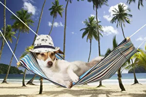 Images Dated 22nd July 2021: DOG - Jack Russell Terrier lying in hammock wearing hat Date: 16-05-2007