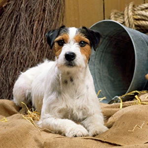 Images Dated 5th February 2014: DOG - Jack Russell Terrier, lying in stable