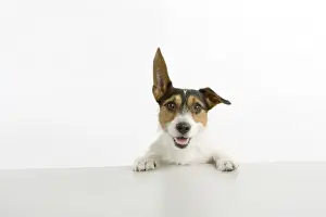 Jack Russell Prints: Dog - Jack Russell Terrier - with front paws on table