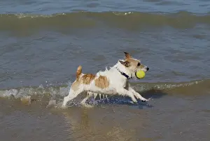 Retrieving Prints: Dog - Jack Russell Terrier playing with ball in the sea