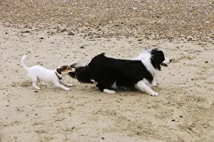 DOG. Jack russell terrier pulling on border collies tail