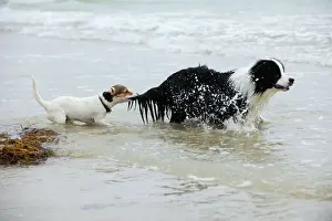 DOG. Jack russell terrier pulling on border collies tail