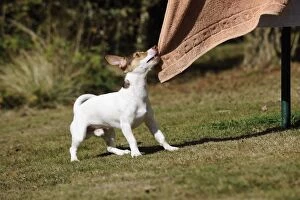 Images Dated 25th September 2009: DOG. Jack russell terrier pulling washing off washing line