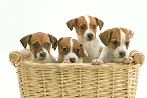 Litter Collection: Dog - Jack Russell Terrier - four puppies in basket