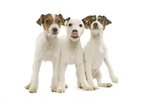 Dog - Jack Russell Terrier - three puppies in studio
