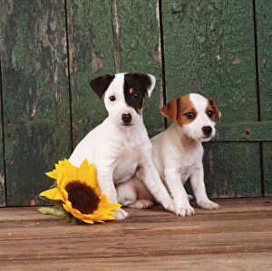 DOG - two Jack Russell Terrier puppies with sunflower