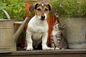 Images Dated 2nd September 2007: Dog - Jack Russell Terrier puppy (3 months old) with two month old kitten