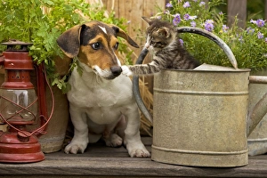 Tabby Cat - Kitten on Bench