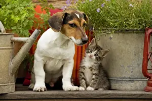 Dog - Jack Russell Terrier puppy (3 months old) with two month old kitten