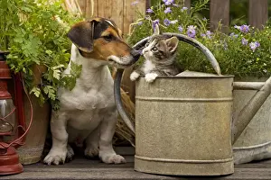 Dog - Jack Russell Terrier puppy (3 months old) with two month old kitten in watering can