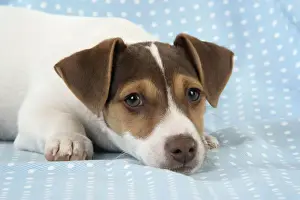DOG. Jack Russell Terrier puppy
