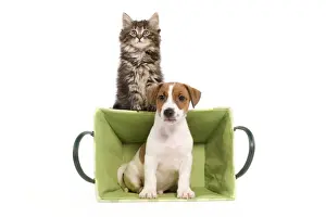 Dog - Jack Russell Terrier puppy in basket with Norwegian Forest Cat kitten sitting on top