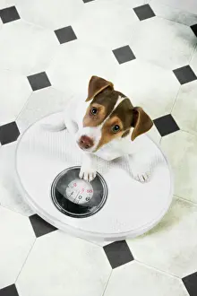 From Above Prints: Dog - Jack Russell Terrier puppy on bathroom scales Digital Manipulation: changed tiles from blue to black