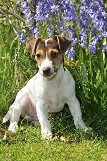 Images Dated 24th March 2009: DOG. Jack Russell Terrier puppy in bluebells