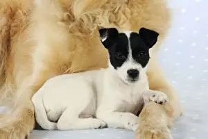 DOG. Jack russell terrier puppy laying in front of golden retriever chest