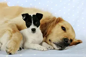 Retriever Prints: DOG. Jack russell terrier puppy laying under golden retrievers leg
