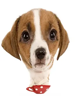 Cups Prints: Dog - Jack Russell Terrier - puppy Manipulated Image (by photographer)