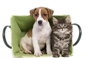 Basket Prints: Dog - Jack Russell Terrier puppy with Norwegian Forest Cat kitten sitting in basket