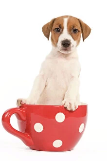 Images Dated 29th May 2009: Dog - Jack Russell Terrier puppy in a red & white spotted mug