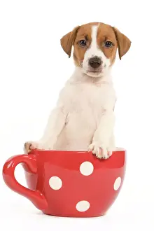 Jack Russell Prints: Dog - Jack Russell Terrier puppy in a red & white spotted mug