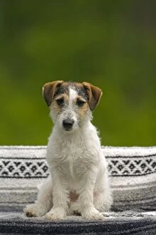 Dog - Jack Russell Terrier puppy sitting on blanket