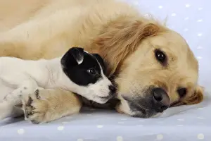 DOG. Jack russell terrier puppy smelling golden retriever laying down