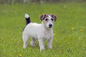 Dog - Jack Russell Terrier puppy standing on grass, portrait