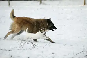 Shepherd Dog Prints: DOG. Jack russell terrier running alongside tervuren in the snow