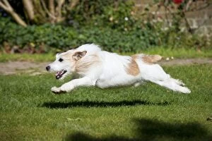 Images Dated 1st April 2012: DOG - Jack russell terrier running in garden