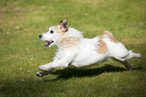 Images Dated 1st April 2012: DOG - Jack russell terrier running in garden