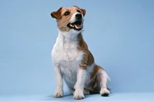 Images Dated 10th November 2010: DOG - Jack Russell Terrier sitting