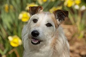 Images Dated 1st April 2012: DOG - Jack russell terrier sitting in daffodils (head shot)