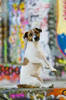 Trick Prints: Dog - Jack Russell Terrier sitting on hind legs