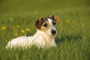 Dog - Jack Russell Terrier sitting in meadow