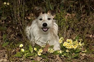 Images Dated 1st April 2012: DOG - Jack russell terrier sitting in primroses
