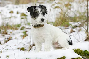 Collar Collection: Dog - Jack Russell Terrier - sitting in snow