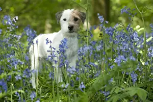 DOG - Jack russell terrier standing in bluebells