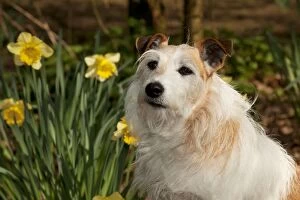 Images Dated 1st April 2012: DOG - Jack russell terrier standing by daffodils