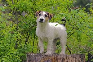 Dog - Jack Russell Terrier standing on tree stump