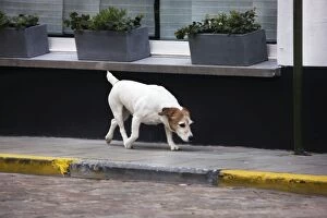 Images Dated 11th April 2009: Dog - Jack Russell terrier on street