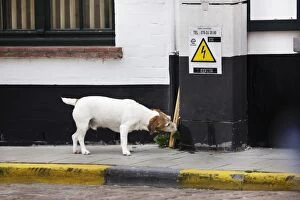 Images Dated 11th April 2009: Dog - Jack Russell terrier on street