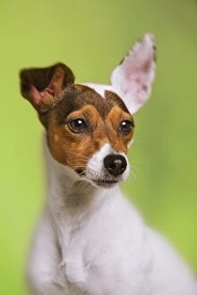 Dog - Jack Russell Terrier - in studio