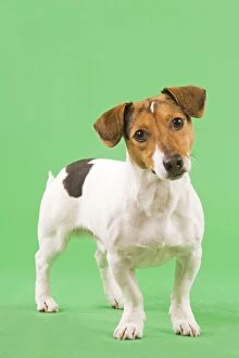 Images Dated 13th March 2000: Dog - Jack Russell Terrier - in studio