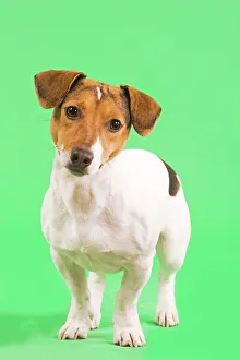Images Dated 13th March 2000: Dog - Jack Russell Terrier - in studio
